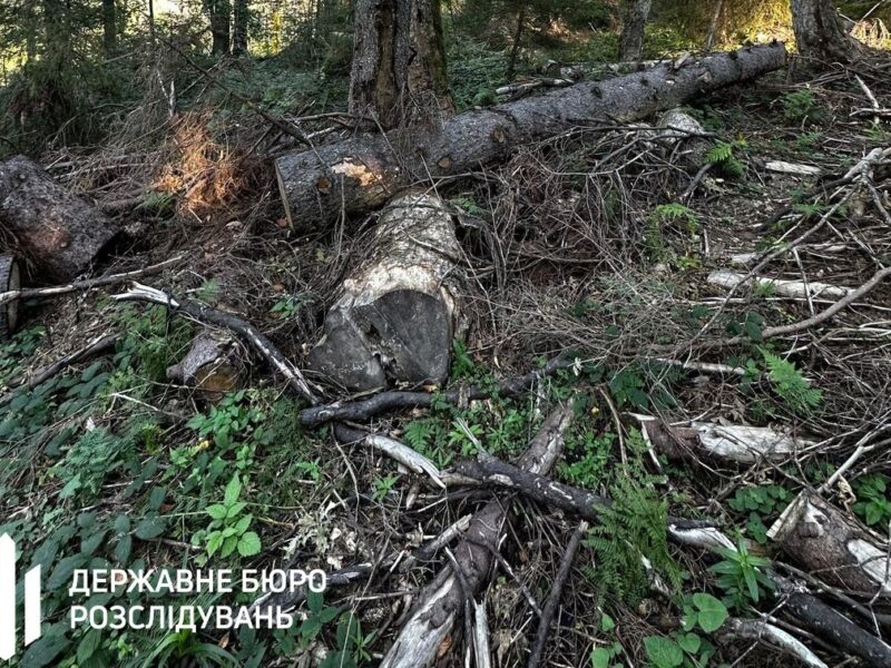 Лісничому загрожує до п’яти років за вирубку у заповіднику