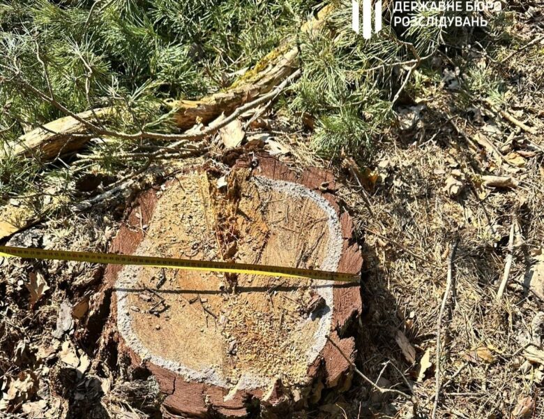На Львівщині колишній лісничий допустив вирубку майже трьох тисяч дерев