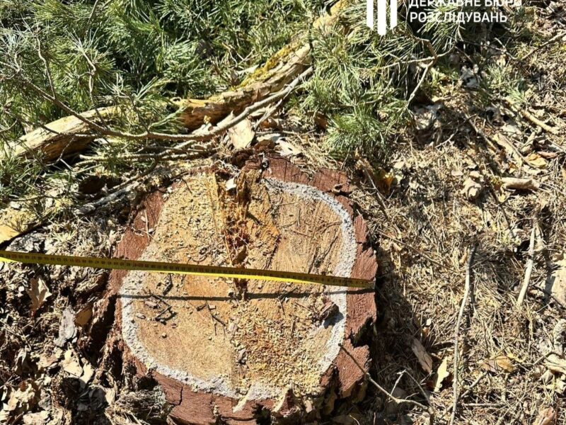 На Львівщині колишній лісничий допустив вирубку майже трьох тисяч дерев