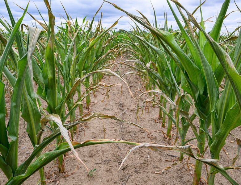 Посуха знищила урожай кукурудзи і соняшника на Миколаївщині – Кім