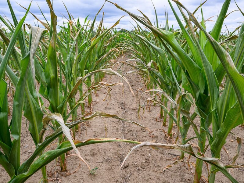 Посуха знищила урожай кукурудзи і соняшника на Миколаївщині – Кім