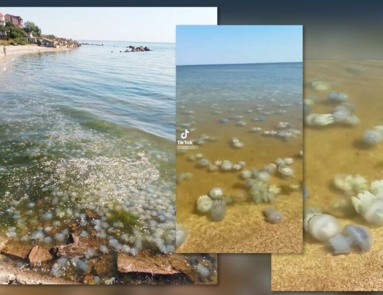 Ситуація в Азовському морі близька до екологічної катастрофи – ЦПД