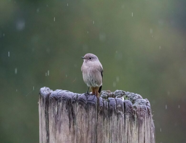Спека до +35°, подекуди дощі: прогноз погоди на початок тижня