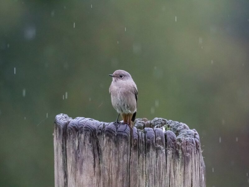 Спека до +35°, подекуди дощі: прогноз погоди на початок тижня