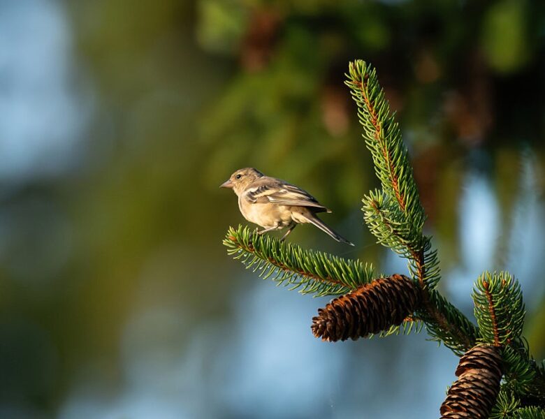 Спека до 35° та місцями грози: погода на вихідні