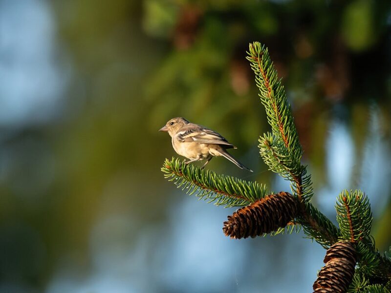 Спека до 35° та місцями грози: погода на вихідні