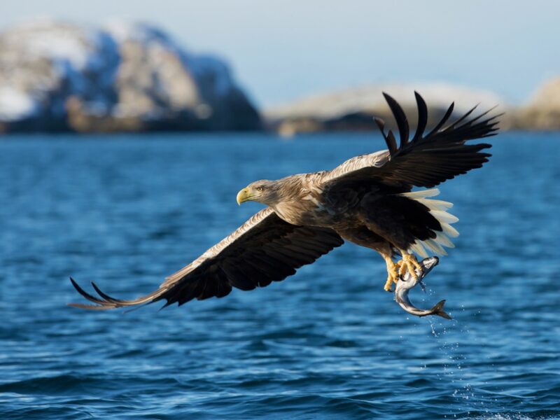 У Канаді риба з неба залишила село без електрики, спричинивши пожежу