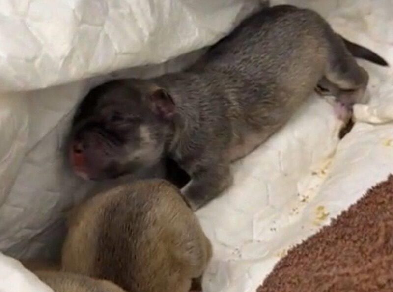 У Києві на смітник викинули живих цуценят в пакеті