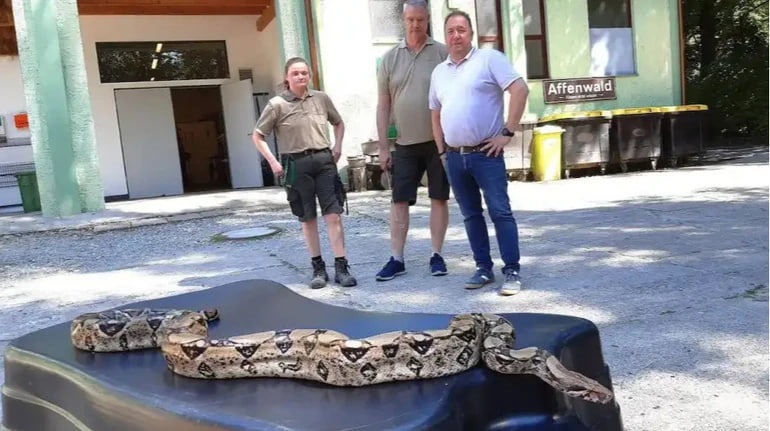 У Німеччині жінка знайшла 2,5-метрового удава