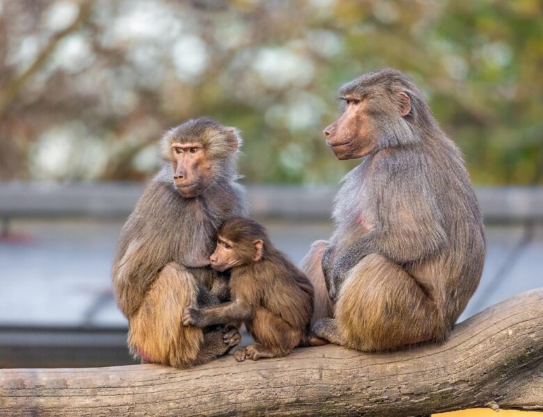 У німецькому зоопарку убили 12 бабуїнів через брак місця у вольєрі