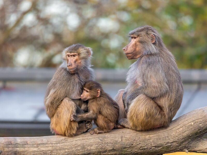 У німецькому зоопарку убили 12 бабуїнів через брак місця у вольєрі