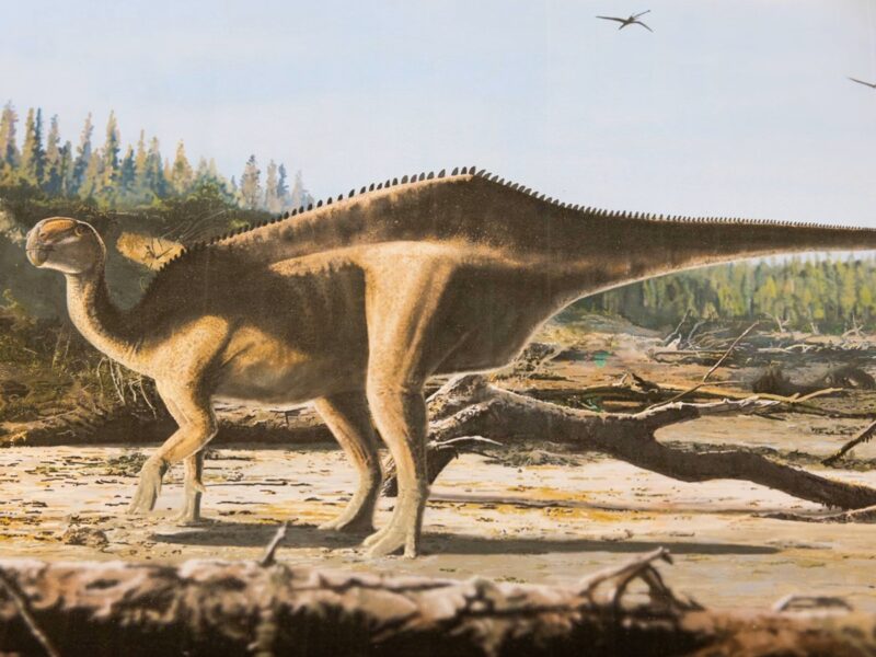 У Великій Британії відкрили новий вид динозавра з “парусом” на спині