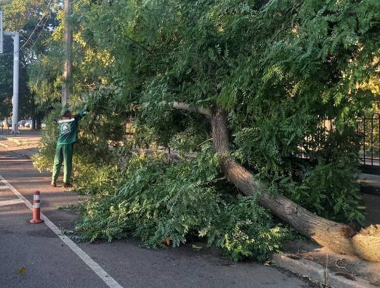 В Одесі буревій повалив понад 70 дерев