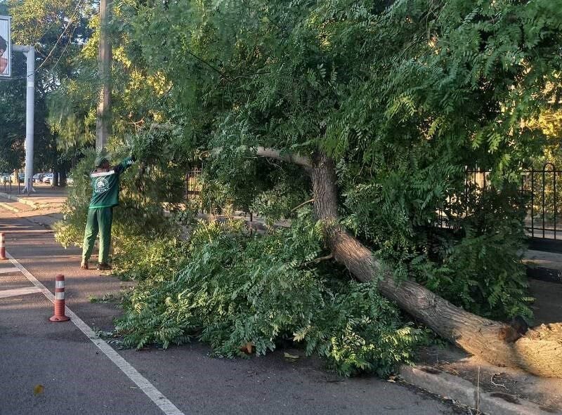 В Одесі буревій повалив понад 70 дерев