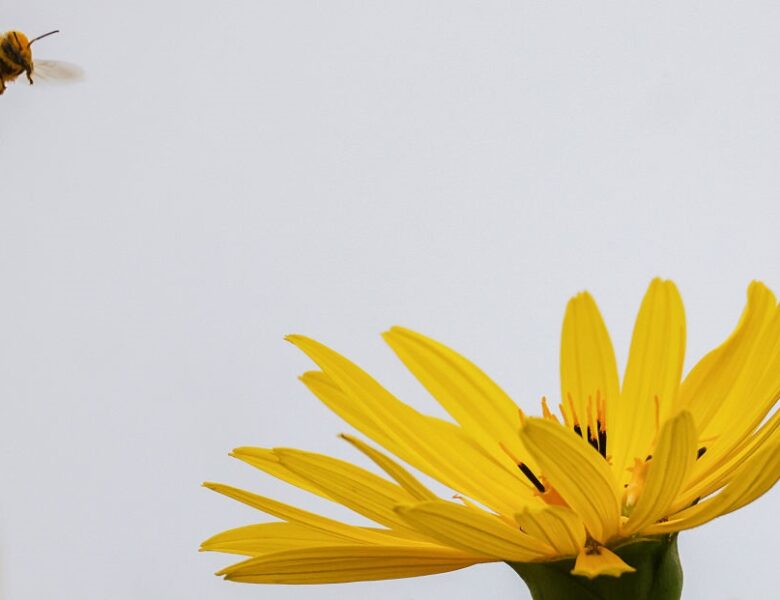 В Україні утримається суха та тепла погода