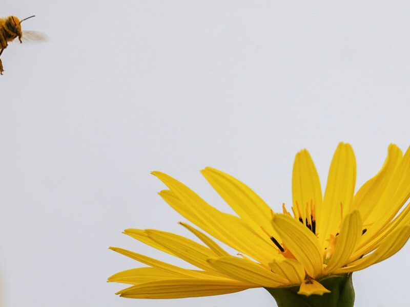 В Україні утримається суха та тепла погода