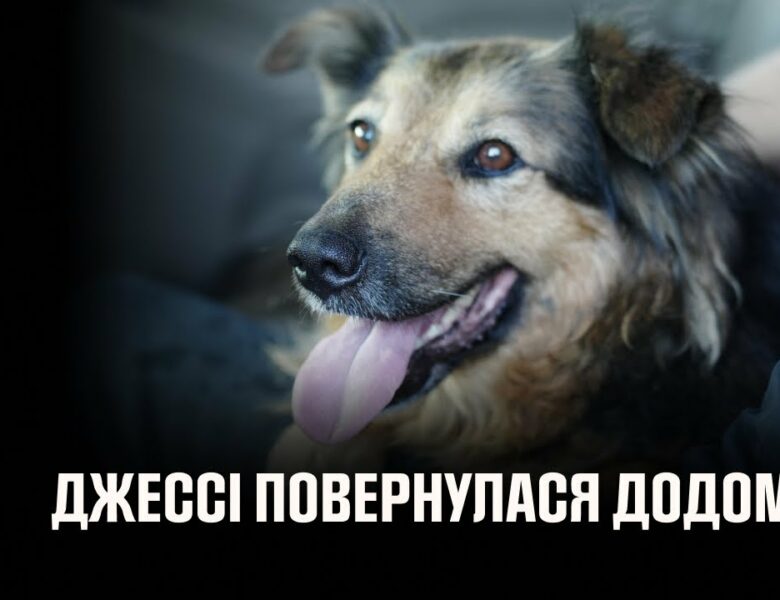Щасливий фінал, на який чекала вся Україна: собака Джессі знову в родині! 🐾