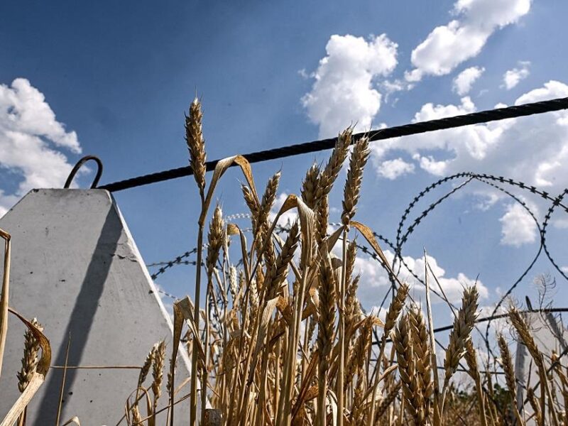 Аграрії завершили збір пшениці в Україні