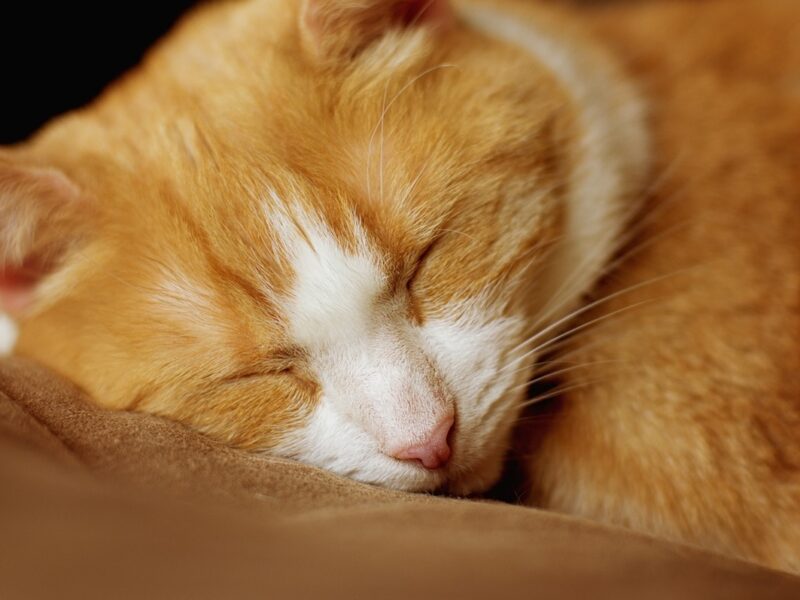 Гороскоп для всіх знаків зодіаку на 1 жовтня 2025 року