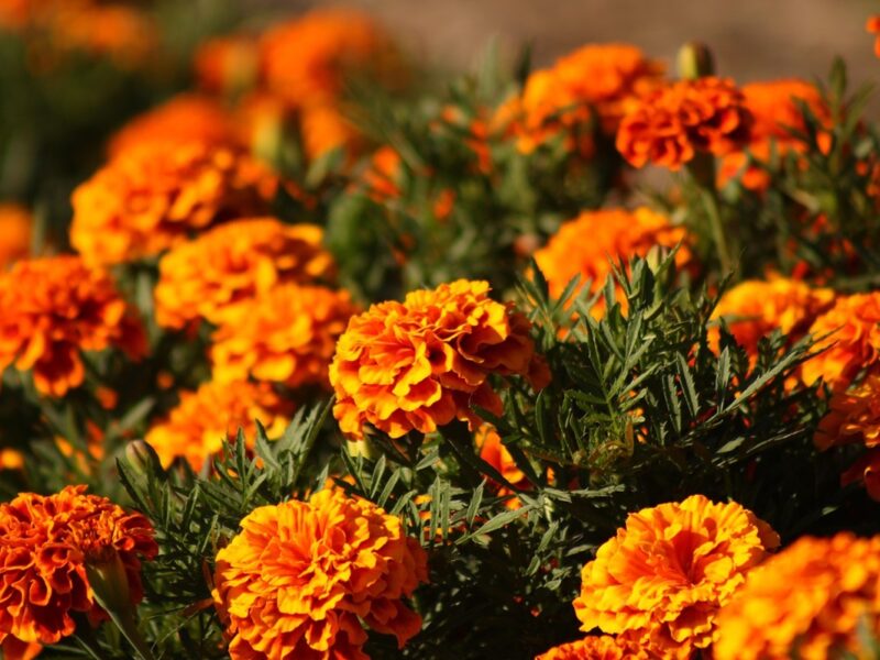 Гороскоп для всіх знаків зодіаку на 12 вересня 2025 року