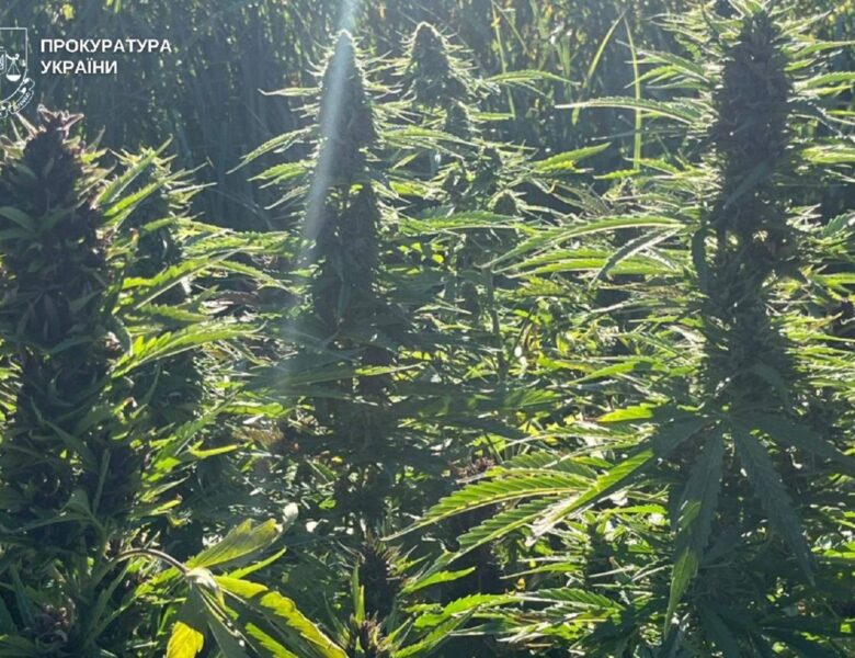 На Вінниччині викрили наркоугруповання з мільйонними прибутками