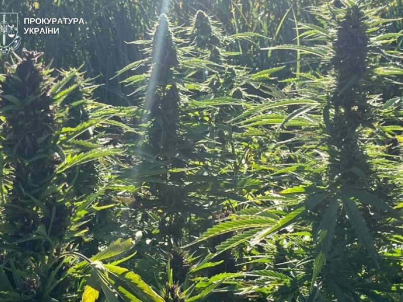 На Вінниччині викрили наркоугруповання з мільйонними прибутками