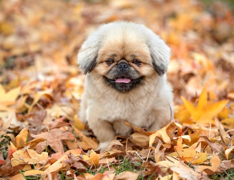Синоптики розповіли, якою буде погода в Україні 29 вересня