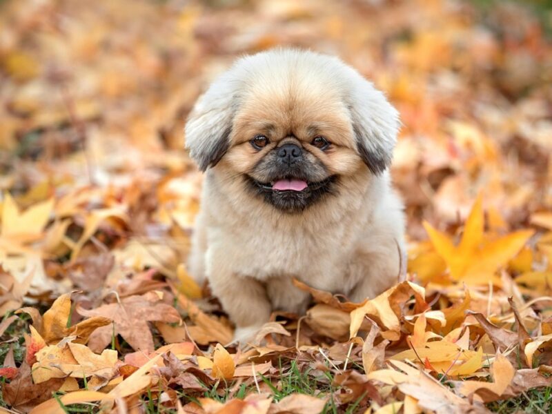 Синоптики розповіли, якою буде погода в Україні 29 вересня