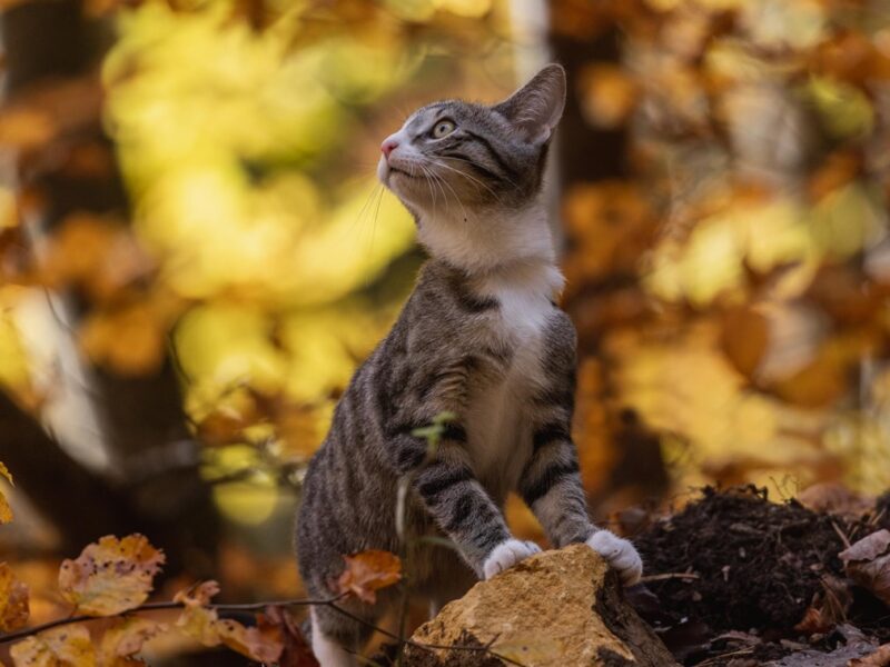 Синоптики спрогнозували, якою буде погода в Україні в жовтні