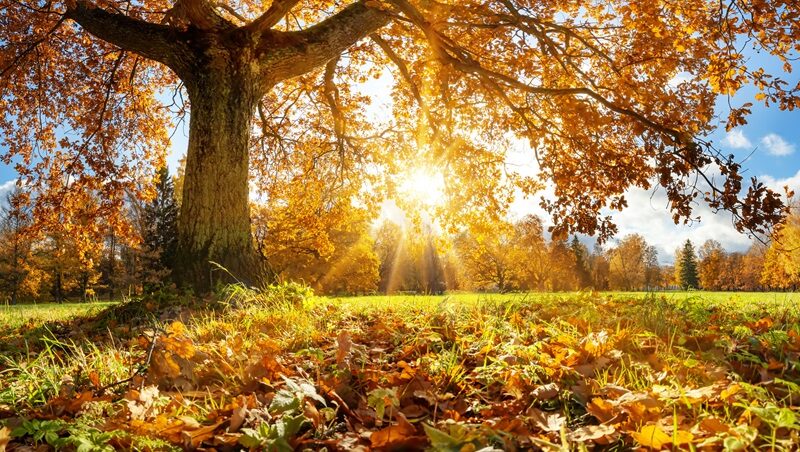 Тепло і сонячно: якою буде погода у перші вихідні осені