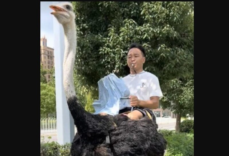 У Китаї чоловік понад 10 років їздить на страусі замість авто