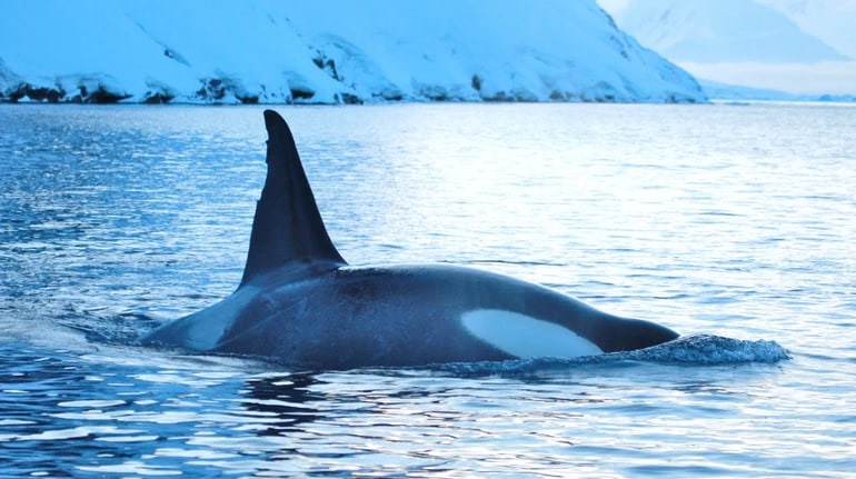 Українські полярники показали косаток біля станції Академік Вернадський
