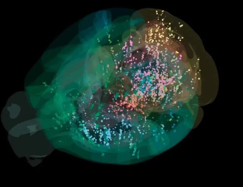 Вчені створили першу детальну карту прийняття рішень у мозку