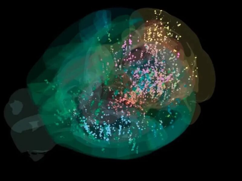 Вчені створили першу детальну карту прийняття рішень у мозку