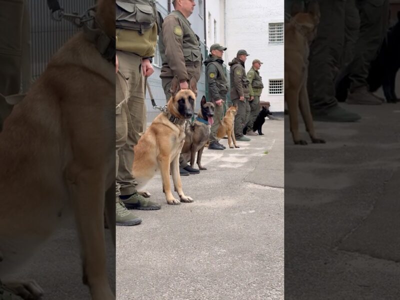 Собаки, які знаходять все