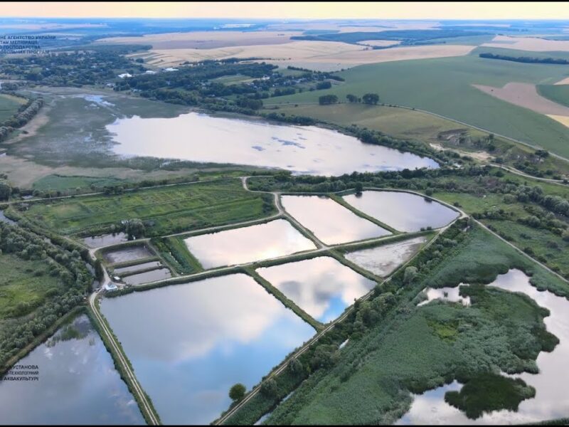 Перлина Поділля: історія успіху одного з найбільших рибних господарств України