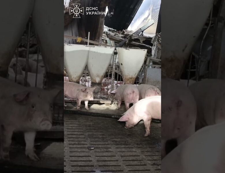 Харківщина:  13 тисяч свиней загинули внаслідок російської атаки по сільгосппідприємству
