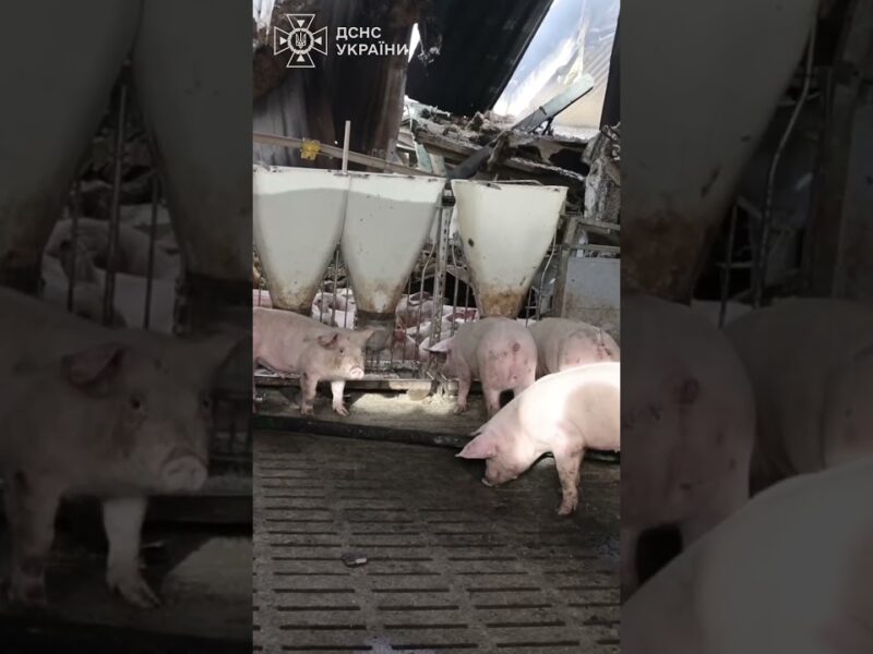 Харківщина:  13 тисяч свиней загинули внаслідок російської атаки по сільгосппідприємству