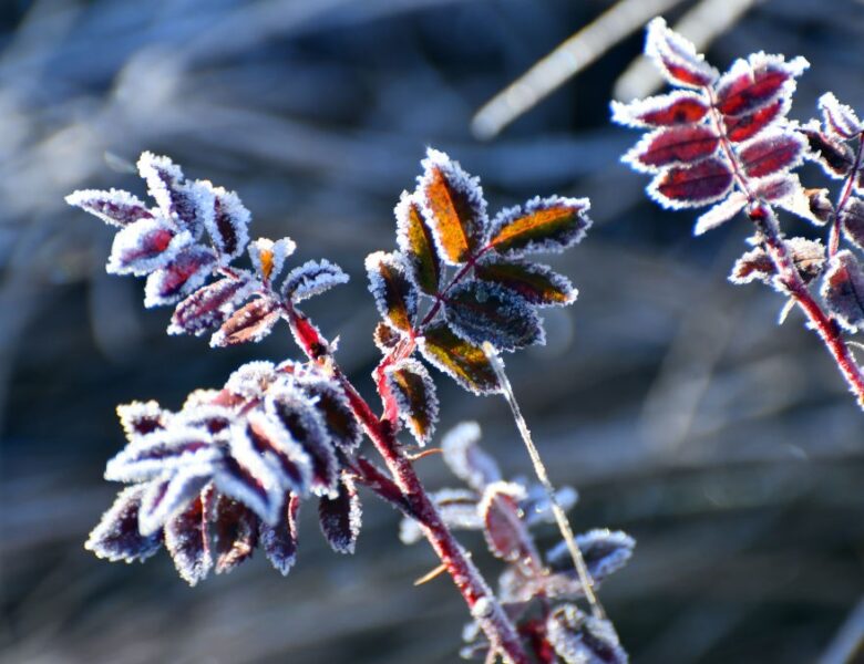 Дощі та нічні заморозки: погода на початок тижня