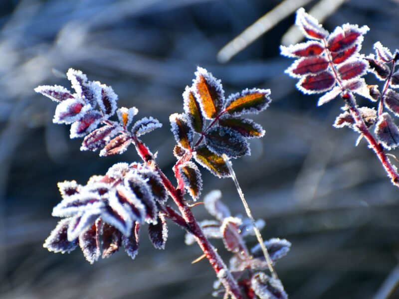 Дощі та нічні заморозки: погода на початок тижня