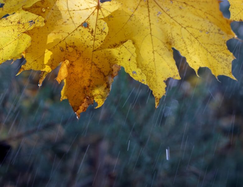 Дощі та тумани: прогноз погоди на початок тижня