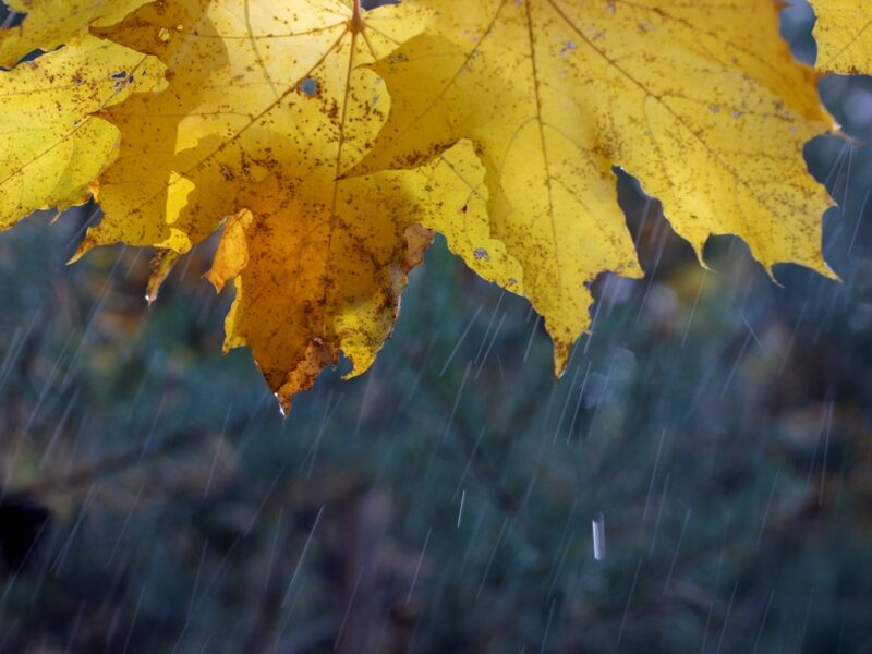 Дощі та тумани: прогноз погоди на початок тижня