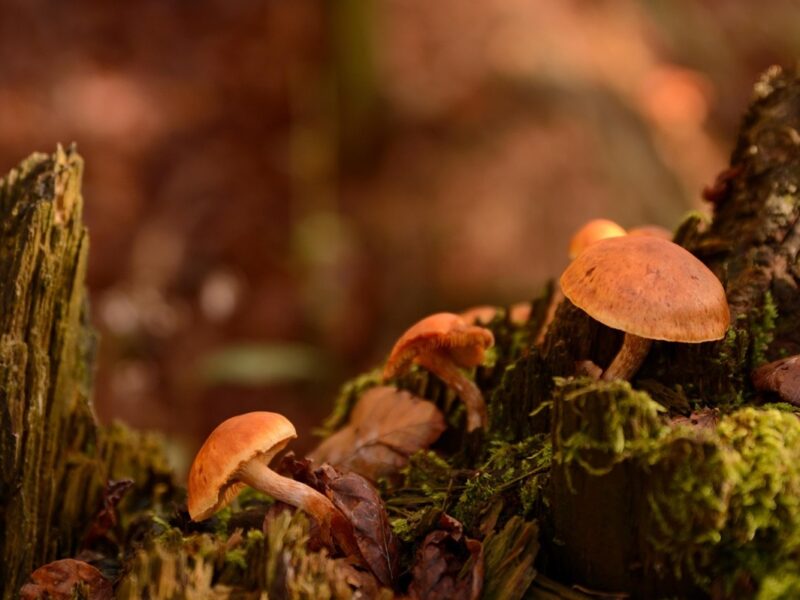 Гороскоп для всіх знаків зодіаку на 10 жовтня 2025 року