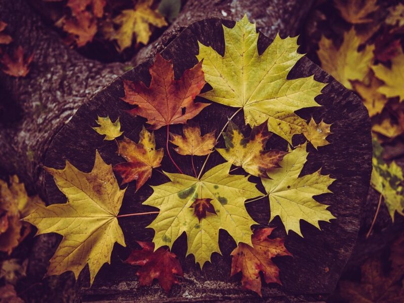 Гороскоп для всіх знаків зодіаку на 11-12 жовтня 2025 року