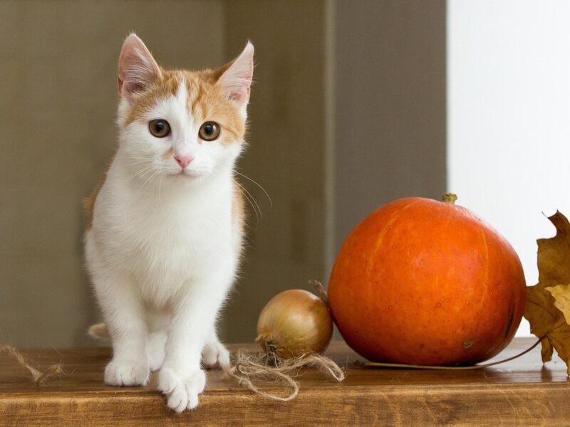 Гороскоп для всіх знаків зодіаку на 16 жовтня 2025 року