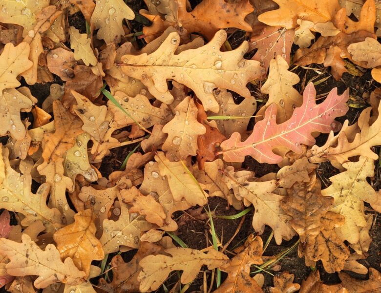 Гороскоп для всіх знаків зодіаку на 24 жовтня 2025 року