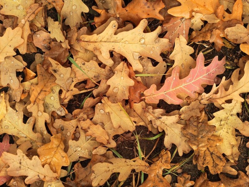 Гороскоп для всіх знаків зодіаку на 24 жовтня 2025 року