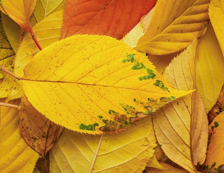 Гороскоп для всіх знаків зодіаку на 7 жовтня 2025 року