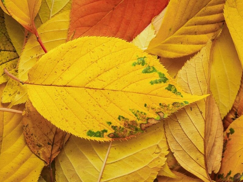 Гороскоп для всіх знаків зодіаку на 7 жовтня 2025 року