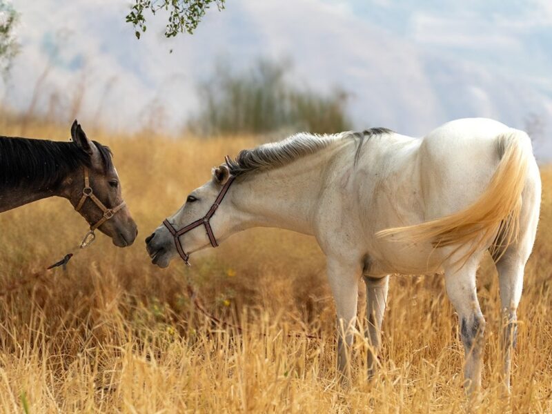 Гороскоп для всіх знаків зодіаку на 8 жовтня 2025 року